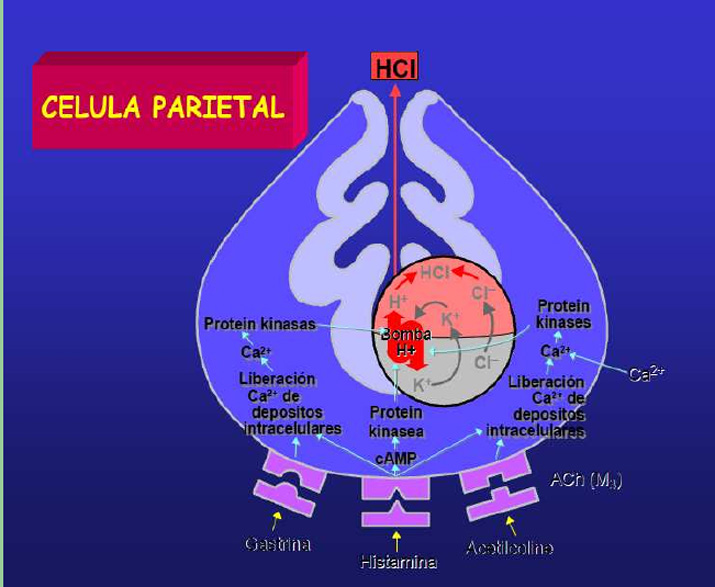 celula parietal